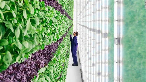 垂直農(nóng)業(yè) 或許是城市農(nóng)業(yè)的新未來(lái)